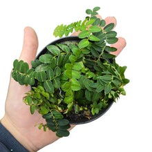 Carica l'immagine nel visualizzatore di Gallery, Questa specie si distingue per le sue foglie piccole, arrotondate e sovrapposte, disposte in modo estremamente ordinato lungo i fusti. Il risultato è un effetto “a squame” o a tegole, molto apprezzato nei terrari tropicali e negli allestimenti naturalistici di alto livello. Il colore è un verde medio–scuro uniforme, con una superficie liscia e leggermente satinata che riflette delicatamente la luce.
