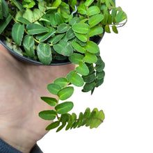 Carica l'immagine nel visualizzatore di Gallery, Questa specie si distingue per le sue foglie piccole, arrotondate e sovrapposte, disposte in modo estremamente ordinato lungo i fusti. Il risultato è un effetto “a squame” o a tegole, molto apprezzato nei terrari tropicali e negli allestimenti naturalistici di alto livello. Il colore è un verde medio–scuro uniforme, con una superficie liscia e leggermente satinata che riflette delicatamente la luce.
