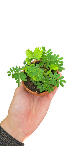 La Mimosa pudica è una delle piante più sorprendenti e interattive che si possano coltivare. Nota anche come “pianta sensitiva” o “vergognosa”, è originaria delle zone tropicali del Sud America, in particolare del Brasile e delle aree amazzoniche, ma si è diffusa in tutto il mondo per la sua straordinaria capacità di movimento.