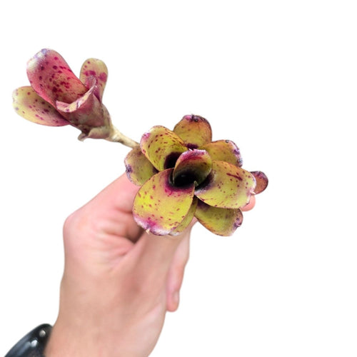 Colorazione gialla con puntini rosa per questa Neoregelia di piccole dimensioni. Per risultati ottimali, questa bromelia dovrebbe essere sempre posizionata sotto le nostre luci a LED Skylight. Ci vuole tempo perché si formino le propaggini alla base di questa bromelia.