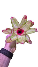 Load image into Gallery viewer, Bellissima Neoregelia con motivi rosacei fluorescenti e striature verdi. Per risultati ottimali, questa bromelia dovrebbe essere sempre posizionata sotto le nostre luci a LED Skylight. Ci vuole tempo perché si formino le propaggini alla base di questa bromelia.
