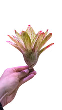 Load image into Gallery viewer, Bellissima Neoregelia con motivi rosacei fluorescenti e striature verdi. Per risultati ottimali, questa bromelia dovrebbe essere sempre posizionata sotto le nostre luci a LED Skylight. Ci vuole tempo perché si formino le propaggini alla base di questa bromelia.
