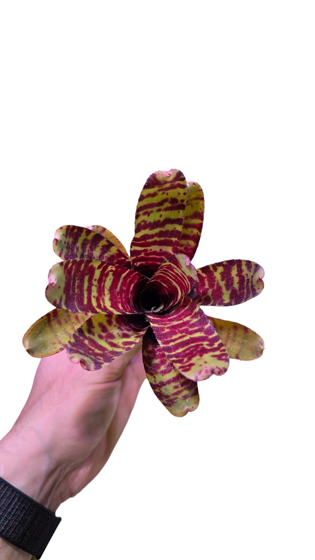 La Neoregelia di piccole dimensioni con favolose striature rosso fuoco su base verde. Per risultati ottimali, questa bromelia dovrebbe essere sempre posizionata sotto le nostre luci a LED Skylight. Ci vuole tempo perché si formino le propaggini alla base di questa bromelia.