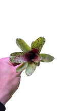 Load image into Gallery viewer, Neoregelia adatta a piccoli terrari, delicata nella colorazione. Per risultati ottimali, questa bromelia dovrebbe essere sempre posizionata sotto le nostre luci a LED Skylight. Ci vuole tempo perché si formino le propaggini alla base di questa bromelia.
