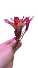 Load image into Gallery viewer, Neoregelia a motivi striati di colore rosso, classificata nella sezione miniatura, dimensioni massime 10 cm di altezza circa.

