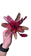 Load image into Gallery viewer, Neoregelia a motivi striati di colore rosso, classificata nella sezione miniatura, dimensioni massime 10 cm di altezza circa.

