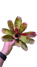 Load image into Gallery viewer, Striature particolari per una Neoregelia di medie dimensioni. Per risultati ottimali, questa bromelia dovrebbe essere sempre posizionata sotto le nostre luci a LED Skylight. Ci vuole tempo perché si formino le propaggini alla base di questa bromelia.
