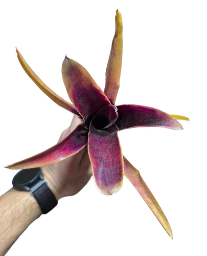 Colorazione gialla e violacea per questa Neoregelia di medie dimensioni. Per risultati ottimali, questa bromelia dovrebbe essere sempre posizionata sotto le nostre luci a LED Skylight. Ci vuole tempo perché si formino le propaggini alla base di questa bromelia.