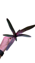 Load image into Gallery viewer, Bellissima Neoregelia violacea con lunghe foglie sottili. Per risultati ottimali, questa bromelia dovrebbe essere sempre posizionata sotto le nostre luci a LED Skylight. Ci vuole tempo perché si formino le propaggini alla base di questa bromelia.
