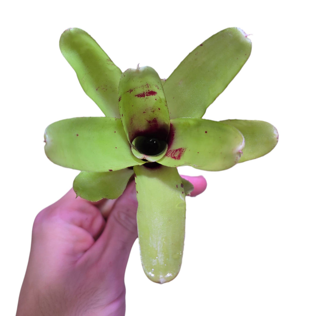 Colorazione verde a striature rosse per questa Neoregelia di piccole dimensioni. Per risultati ottimali, questa bromelia dovrebbe essere sempre posizionata sotto le nostre luci a LED Skylight. Ci vuole tempo perché si formino le propaggini alla base di questa bromelia.