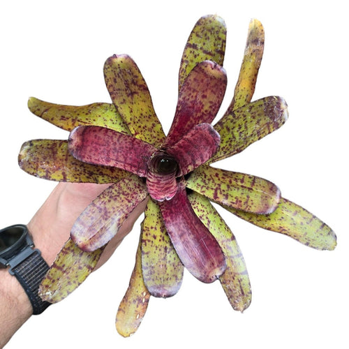 Striature particolari per una Neoregelia di medie dimensioni. Per risultati ottimali, questa bromelia dovrebbe essere sempre posizionata sotto le nostre luci a LED Skylight. Ci vuole tempo perché si formino le propaggini alla base di questa bromelia.