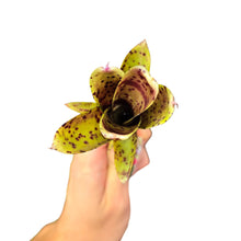 Carica l&#39;immagine nel visualizzatore di Gallery, Colorazione verde/gialla a puntini rossi per questa Neoregelia di piccole dimensioni. Per risultati ottimali, questa bromelia dovrebbe essere sempre posizionata sotto le nostre luci a LED Skylight. Ci vuole tempo perché si formino le propaggini alla base di questa bromelia.
