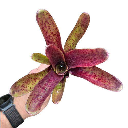 Colorazione rossa a puntini per questa Neoregelia di medie dimensioni. Per risultati ottimali, questa bromelia dovrebbe essere sempre posizionata sotto le nostre luci a LED Skylight. Ci vuole tempo perché si formino le propaggini alla base di questa bromelia.