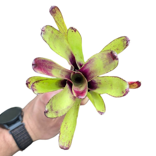 Colorazione verde e viola per questa Neoregelia di piccole/medie dimensioni. Per risultati ottimali, questa bromelia dovrebbe essere sempre posizionata sotto le nostre luci a LED Skylight. Ci vuole tempo perché si formino le propaggini alla base di questa bromelia.
