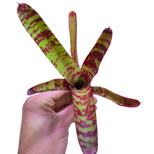 Carica l&#39;immagine nel visualizzatore di Gallery, Colorazione particolare e striata per questa Neoregelia di medie dimensioni. Per risultati ottimali, questa bromelia dovrebbe essere sempre posizionata sotto le nostre luci a LED Skylight. Ci vuole tempo perché si formino le propaggini alla base di questa bromelia.
