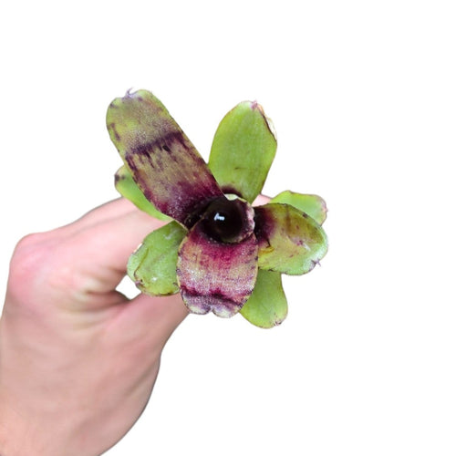 Una stupenda e dolcissima Neoregelia di piccole dimensioni. Per risultati ottimali, questa bromelia dovrebbe essere sempre posizionata sotto le nostre luci a LED Skylight. Ci vuole tempo perché si formino le propaggini alla base di questa bromelia.
