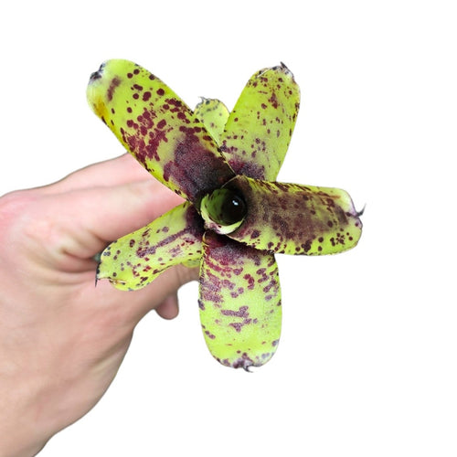 Una stupenda e dolcissima Neoregelia di piccole dimensioni. Per risultati ottimali, questa bromelia dovrebbe essere sempre posizionata sotto le nostre luci a LED Skylight. Ci vuole tempo perché si formino le propaggini alla base di questa bromelia.