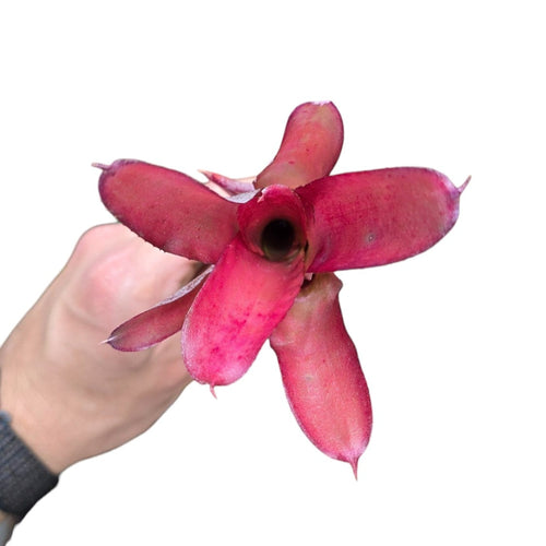 Neoregelia stupenda in colorazione rosa brillante . Per risultati ottimali, questa bromelia dovrebbe essere sempre posizionata sotto le nostre luci a LED Skylight. Ci vuole tempo perché si formino le propaggini alla base di questa bromelia.