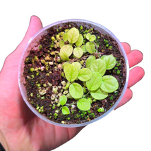 Carica l&#39;immagine nel visualizzatore di Gallery, Questa affascinante pianta rampicante, proveniente dalle foreste pluviali del Costa Rica, è una specie epifita a crescita rapida appartenente alla rigogliosa flora centroamericana. Vive naturalmente aggrappandosi a tronchi e rocce umide, espandendosi con fusti sottili e flessibili che formano fitte trame di foglioline luminose.
