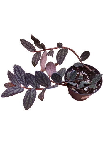 Felce nana, foglie verdi simili al motivo dell'anguria. Nonostante le sue dimensioni discrete, si presenta come una bella pianta che cresce bene in condizioni di scarsa luminosità ma con alta umidità.