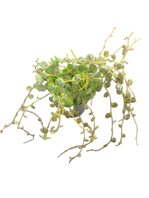 La Peperomia è una pianta da terrario originaria dell’America meridionale e, nonostante le apparenze ingannino, appartiene alla grande famiglia delle succulente.La Peperomia Prostrata è la pianta d'eccellenza se si parla di rampicanti epifite in terrario, posizionata sullo sfondo o sul ramo donerà un look naturale e ricercato! Crescita veloce e resistente, ama essere posizionata su muschio che va mantenuto umido e non saturo di acqua, luce abbondante.