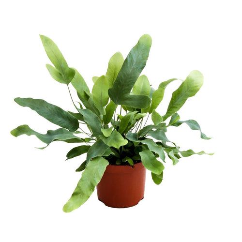 Phlebodium aureum 'Blue Star' è una variante ornamentale della pianta conosciuta comunemente come 