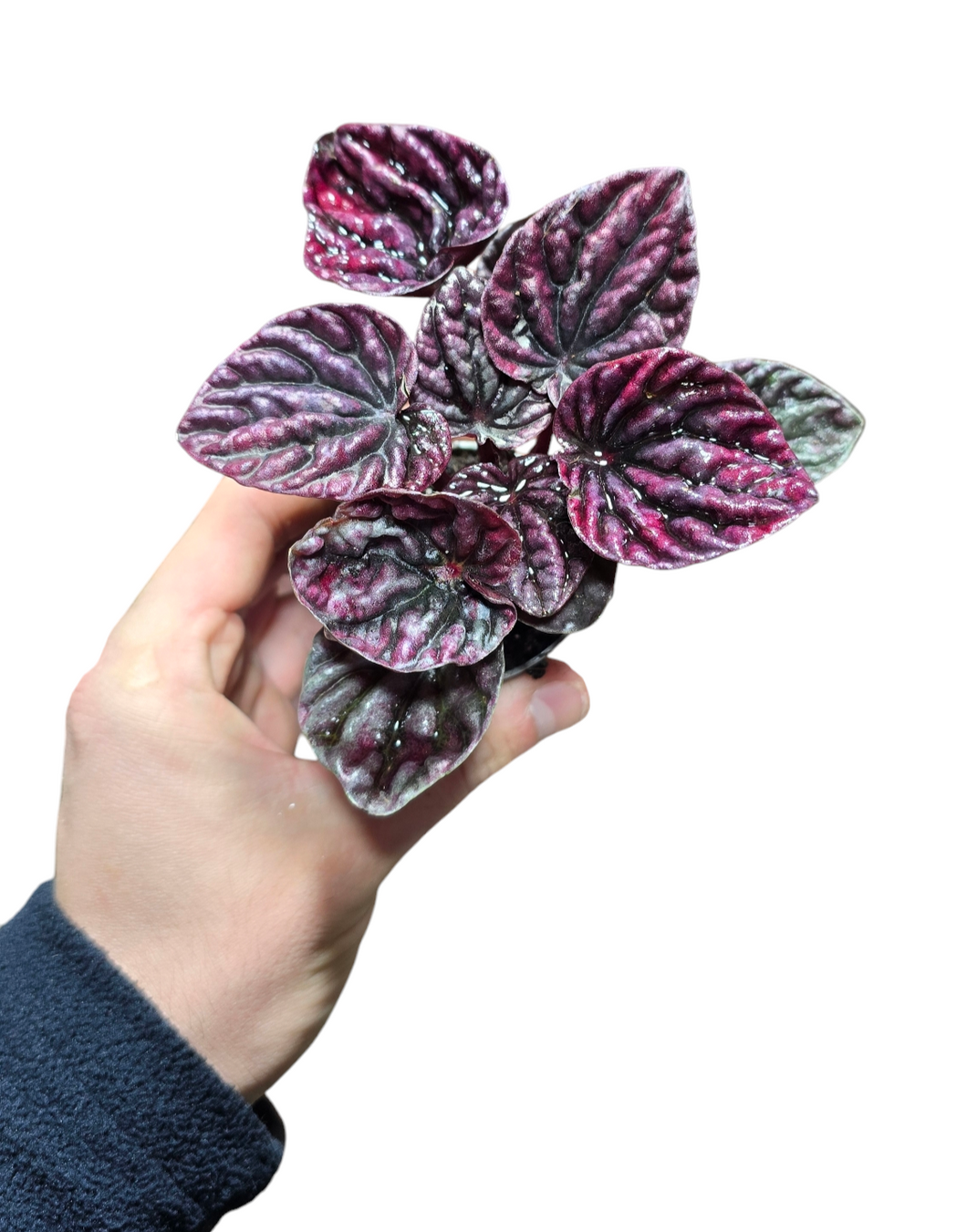 La Peperomia caperata è una pianta ornamentale da appartamento caratterizzata da foglie piccole, spesse e ondulate, di un verde intenso, spesso con sfumature rosse o bronzo.