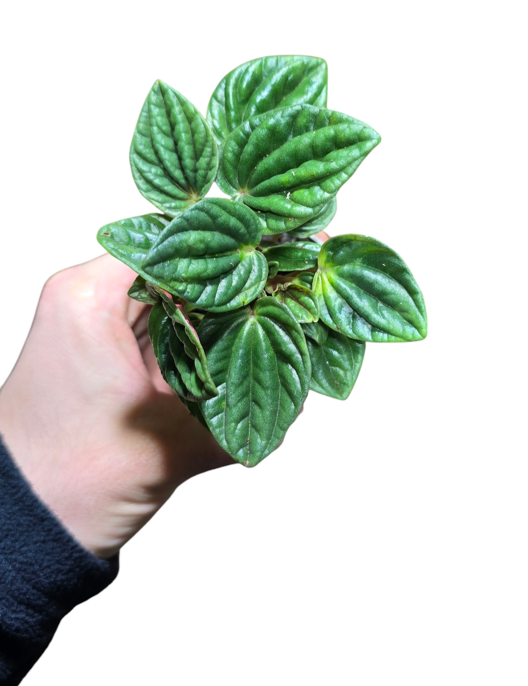La Peperomia caperata è una pianta ornamentale da appartamento caratterizzata da foglie piccole, spesse e ondulate, di un verde intenso, spesso con sfumature rosse o bronzo.