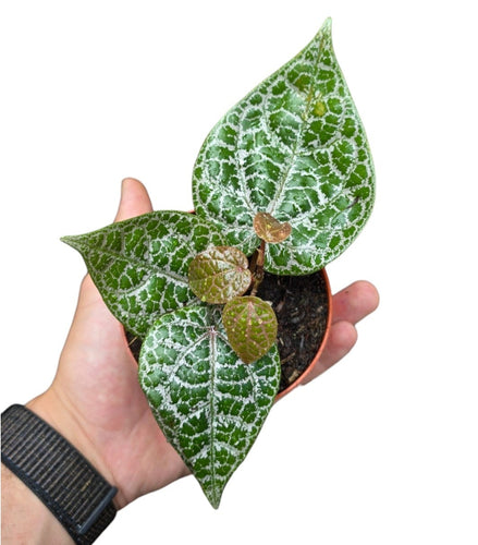 Il Piper ornatum è una delle piante tropicali più affascinanti e decorative, amatissima dai collezionisti per le sue foglie vellutate, scure e riccamente venate. Originaria delle foreste pluviali dell’Indonesia e della Nuova Guinea, questa specie rampicante appartiene alla famiglia delle Piperaceae, la stessa del pepe nero (Piper nigrum), ma è coltivata esclusivamente per scopi ornamentali.