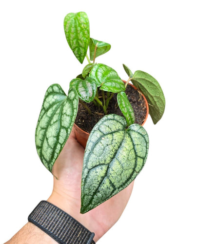 Il Piper sylvaticum è una pianta rampicante tropicale dalla presenza misteriosa e affascinante, appartenente alla famiglia delle Piperaceae, la stessa del pepe. Originario delle foreste umide del Sud-est Asiatico, in particolare di India, Nepal, Bangladesh e Myanmar, cresce spontaneamente nelle zone d’ombra della giungla, aggrappandosi a tronchi e rocce, in ambienti freschi e umidi.