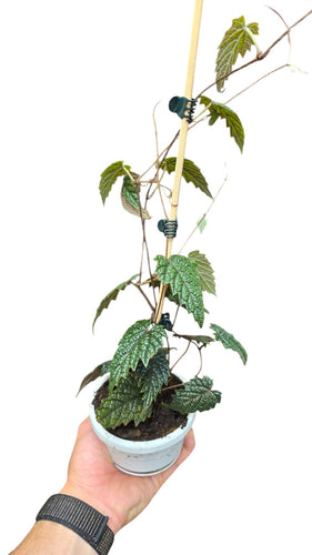 La Pterisanthes sp. ‘Papua’ è una pianta rampicante rara e straordinaria appartenente alla famiglia delle Vitaceae, la stessa della vite. Originaria delle foreste pluviali primarie della Papua Nuova Guinea, questa specie cresce in ambienti ombrosi, umidi e ricchissimi di biodiversità. È una pianta che, più che decorare, racconta un ecosistema intero con le sue forme e colori selvatici.