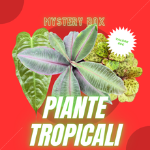 Carica l&#39;immagine nel visualizzatore di Gallery, Mystery box - piante tropicali
