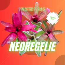Carica l&#39;immagine nel visualizzatore di Gallery, Mystery box - Neoregelie
