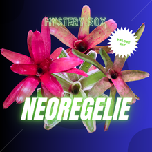Carica l&#39;immagine nel visualizzatore di Gallery, Mystery box - Neoregelie
