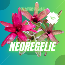Carica l&#39;immagine nel visualizzatore di Gallery, Mystery box - Neoregelie
