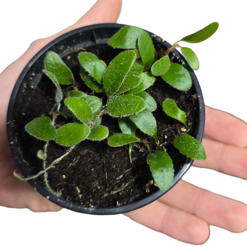 La Pyrrosia nummularifolia è una felce epifita tropicale originaria delle foreste umide dell’Asia sud-orientale, dove cresce aderendo a tronchi e rocce ricoperti di muschio. Appartenente alla famiglia delle Polypodiaceae, si distingue per la sua capacità di adattarsi bene alla vita in ambienti ombreggiati e umidi, tipici del sottobosco tropicale.