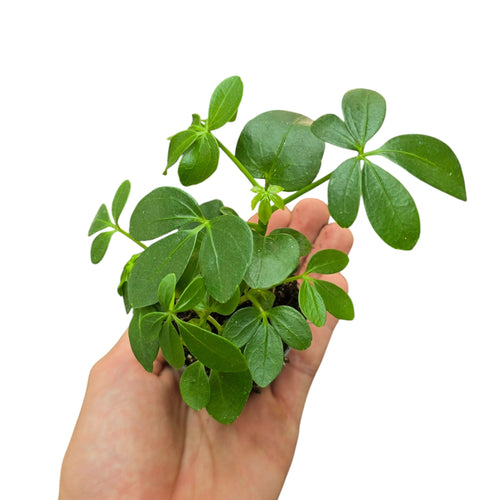 Un classico intramontabile tra le piante da interno, la Schefflera arboricola, conosciuta anche come “pianta ombrello”, è una specie tropicale molto apprezzata per il suo fogliame elegante e la facilità di coltivazione. Originaria di Taiwan e delle isole Hainan (Cina), in natura cresce come piccolo arbusto sempreverde, sviluppandosi in altezza con rami leggeri e fogliame denso.