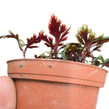 Load image into Gallery viewer, Un vero gioiello tropicale, la Selaginella erythropus è una specie straordinaria originaria delle foreste umide del Sud America, dove prospera nei sottoboschi ombrosi e ricchi di umidità. Amata dai collezionisti per il suo fogliame compatto e dai colori sorprendenti, è una pianta che cattura l’attenzione grazie al contrasto unico tra il verde brillante della parte superiore e il rosso intenso della pagina inferiore delle sue foglie.
