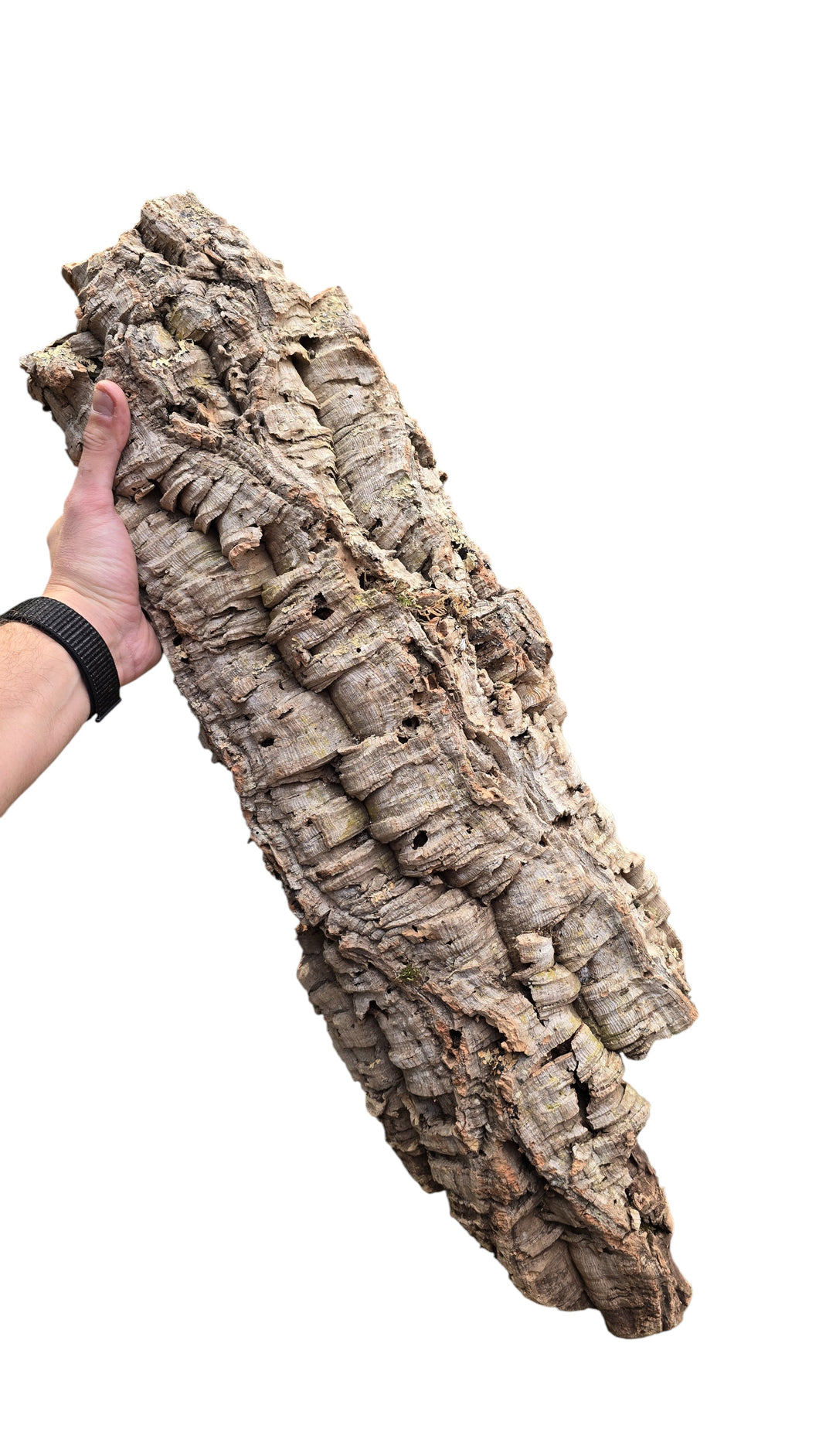 Realizzato al 100% in sughero naturale, questo sughero piatto è ideale per allestimenti di terrari tropicali e naturali. Ogni pezzo è unico per forma e texture, offrendo un aspetto autentico e realistico.