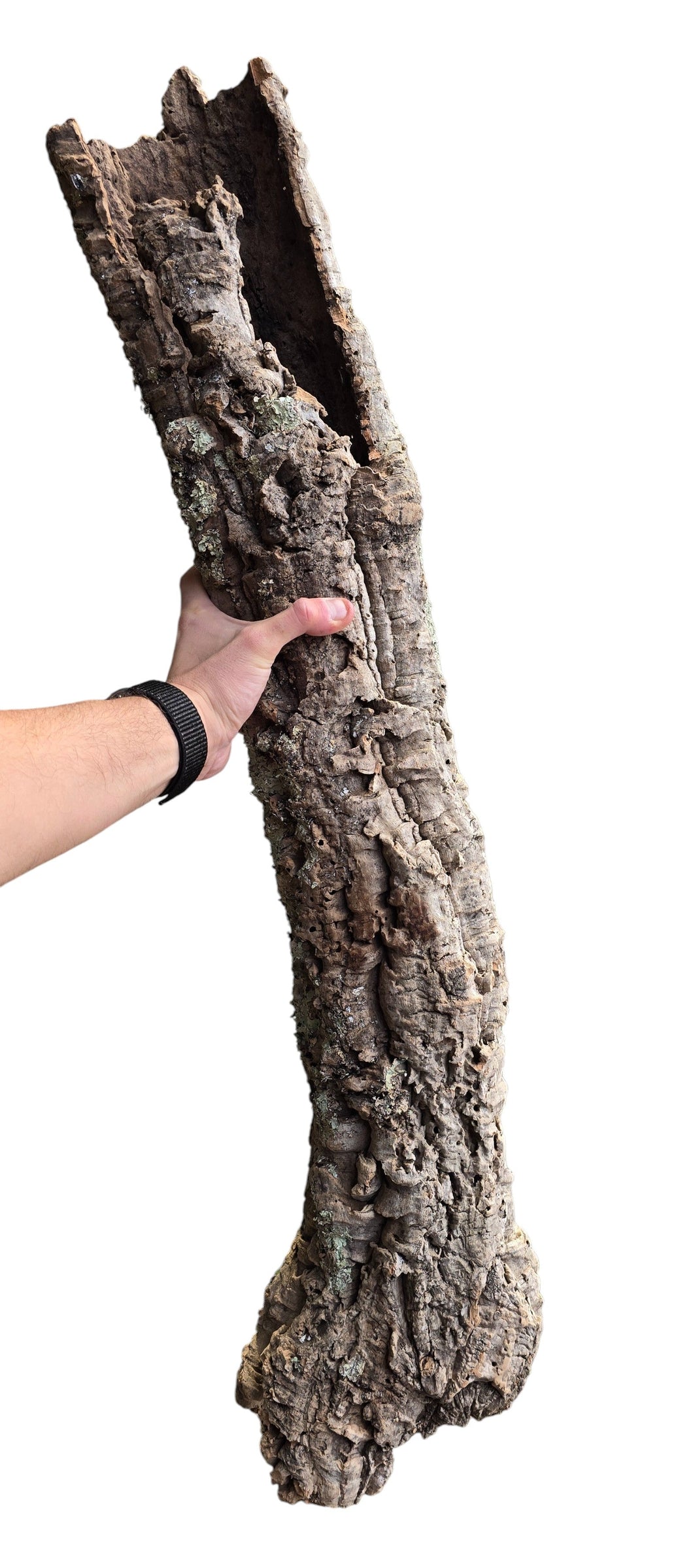 Realizzato al 100% in sughero naturale, questo tronco cavo è ideale per allestimenti di terrari tropicali e naturali. Ogni pezzo è unico per forma e diametro, offrendo un aspetto autentico e realistico.