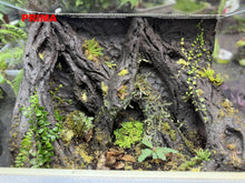 Load image into Gallery viewer, Argilla tropicale naturale per la modellazione di strutture decorative in terrari, paludari e progetti florovivaistici. Ideale per la realizzazione di sfondi, pareti e rilievi dall’aspetto realistico, consente di creare allestimenti durevoli e naturali, particolarmente indicati per ambienti tropicali ad alta umidità. È inoltre ottima per il fissaggio di bromeliacee e piante epifite all’interno di terrari pre-esistenti, senza alterarne l’equilibrio.
