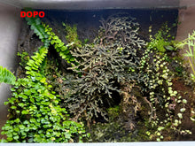 Load image into Gallery viewer, Argilla tropicale naturale per la modellazione di strutture decorative in terrari, paludari e progetti florovivaistici. Ideale per la realizzazione di sfondi, pareti e rilievi dall’aspetto realistico, consente di creare allestimenti durevoli e naturali, particolarmente indicati per ambienti tropicali ad alta umidità. È inoltre ottima per il fissaggio di bromeliacee e piante epifite all’interno di terrari pre-esistenti, senza alterarne l’equilibrio.
