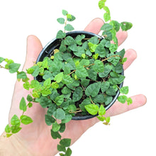 Load image into Gallery viewer, Il Ficus sp. Colombia – variazione minuta è una forma tropicale rara e particolarmente apprezzata dagli appassionati di piante da collezione per il suo fogliame estremamente compatto e di dimensioni ridottissime. Appartenente alla famiglia Moraceae, questa selezione proviene dalle foreste umide della Colombia, dove cresce come rampicante epifita o strisciante nei sottoboschi ombrosi, aderendo ai supporti naturali grazie a sottili radici avventizie.
