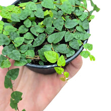 Load image into Gallery viewer, Il Ficus sp. Colombia – variazione minuta è una forma tropicale rara e particolarmente apprezzata dagli appassionati di piante da collezione per il suo fogliame estremamente compatto e di dimensioni ridottissime. Appartenente alla famiglia Moraceae, questa selezione proviene dalle foreste umide della Colombia, dove cresce come rampicante epifita o strisciante nei sottoboschi ombrosi, aderendo ai supporti naturali grazie a sottili radici avventizie.
