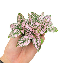 Carica l&#39;immagine nel visualizzatore di Gallery, Un’esplosione di colore in formato compatto: l’Hypoestes phyllostachya, conosciuto come pianta a pois o polka dot plant, è una specie ornamentale apprezzata per il suo fogliame vivace e decorativo. Originaria del Madagascar, in natura cresce come piccola pianta erbacea nelle zone ombreggiate della foresta tropicale, formando macchie di colore che si confondono con la vegetazione.
