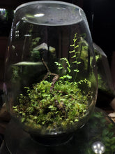 Load image into Gallery viewer, MossMix è una miscela secca di muschi asiatici selezionati e spore di felce, pensata per l’uso decorativo in terrari, paludari e foreste in barattolo. A differenza della maggior parte dei moss mix secchi presenti sul mercato, questo prodotto contiene muschi parzialmente vivi, caratteristica che garantisce una maggiore facilità di attecchimento e sviluppo in condizioni idonee.
