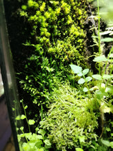 Load image into Gallery viewer, MossMix è una miscela secca di muschi asiatici selezionati e spore di felce, pensata per l’uso decorativo in terrari, paludari e foreste in barattolo. A differenza della maggior parte dei moss mix secchi presenti sul mercato, questo prodotto contiene muschi parzialmente vivi, caratteristica che garantisce una maggiore facilità di attecchimento e sviluppo in condizioni idonee.

