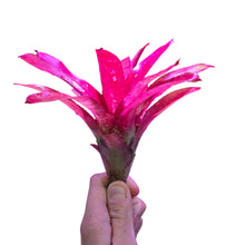 Load image into Gallery viewer, Colorazione rosso fuoco per questa Neoregelia di medie dimensioni. Per risultati ottimali, questa bromelia dovrebbe essere sempre posizionata sotto le nostre luci a LED Skylight. Ci vuole tempo perché si formino le propaggini alla base di questa bromelia.
