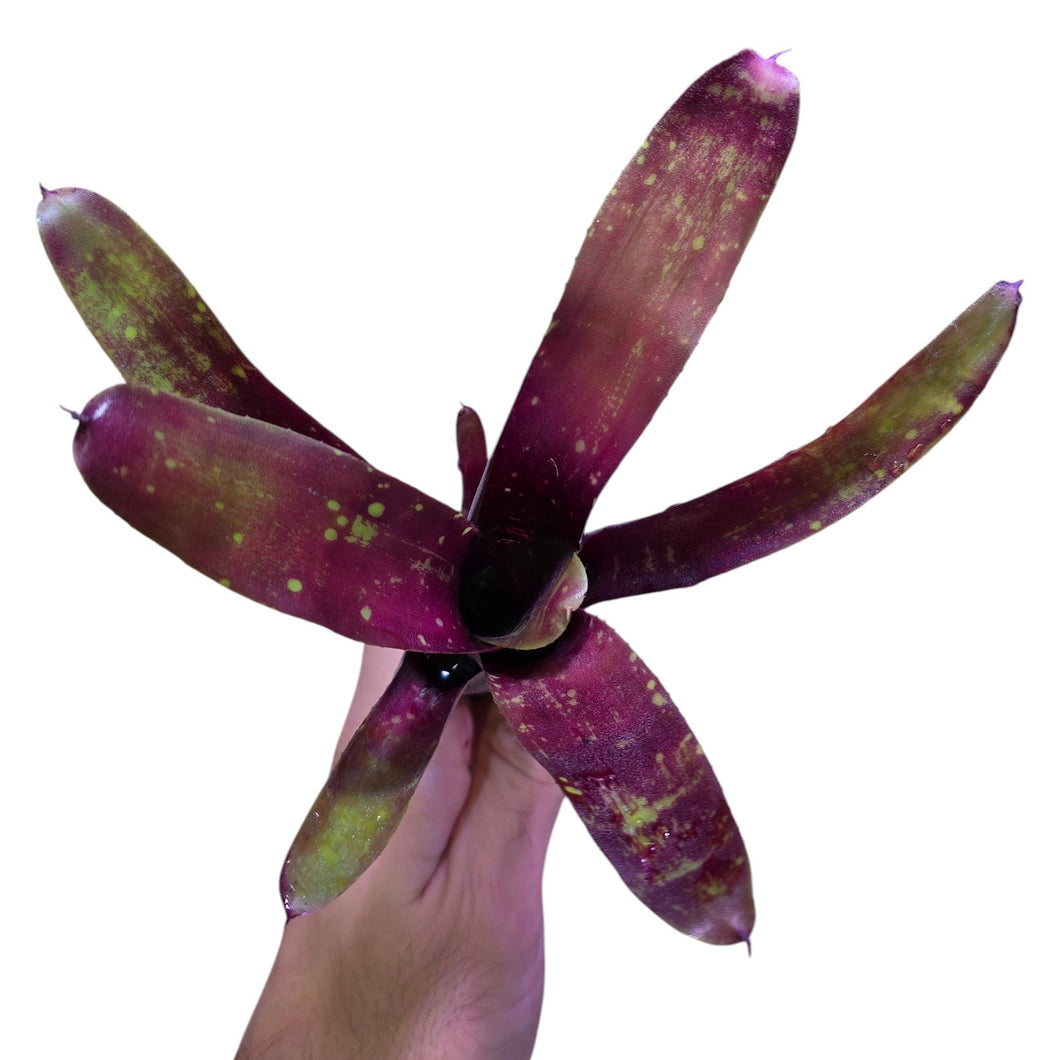 Colorazione particolare viola/verde per questa Neoregelia di medie dimensioni. Per risultati ottimali, questa bromelia dovrebbe essere sempre posizionata sotto le nostre luci a LED Skylight. Ci vuole tempo perché si formino le propaggini alla base di questa bromelia.