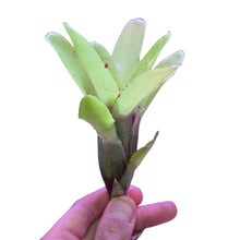 Carica l&#39;immagine nel visualizzatore di Gallery, Colorazione verde a striature rosse per questa Neoregelia di piccole dimensioni. Per risultati ottimali, questa bromelia dovrebbe essere sempre posizionata sotto le nostre luci a LED Skylight. Ci vuole tempo perché si formino le propaggini alla base di questa bromelia.

